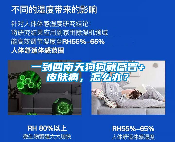 一到回南天狗狗就感冒+皮肤病，怎么办？