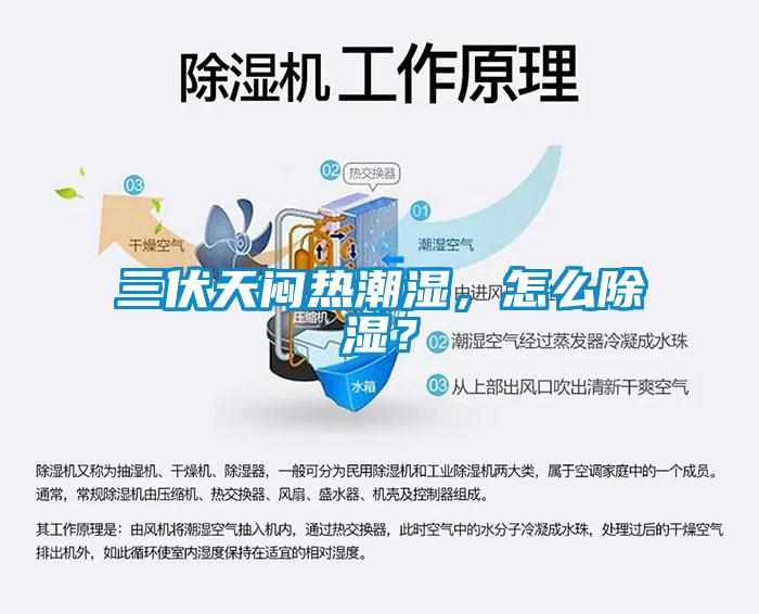 三伏天闷热潮湿，怎么除湿？
