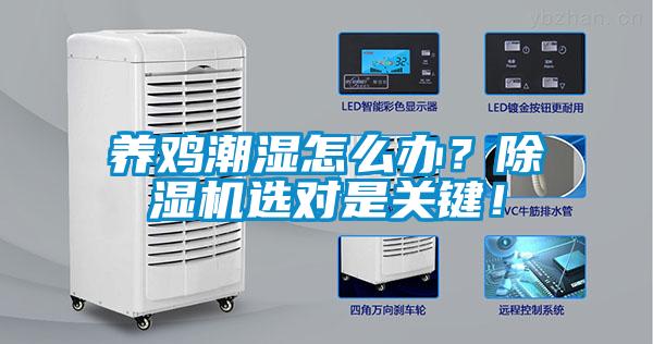 养鸡潮湿怎么办？91抖音免费看片选对是关键！