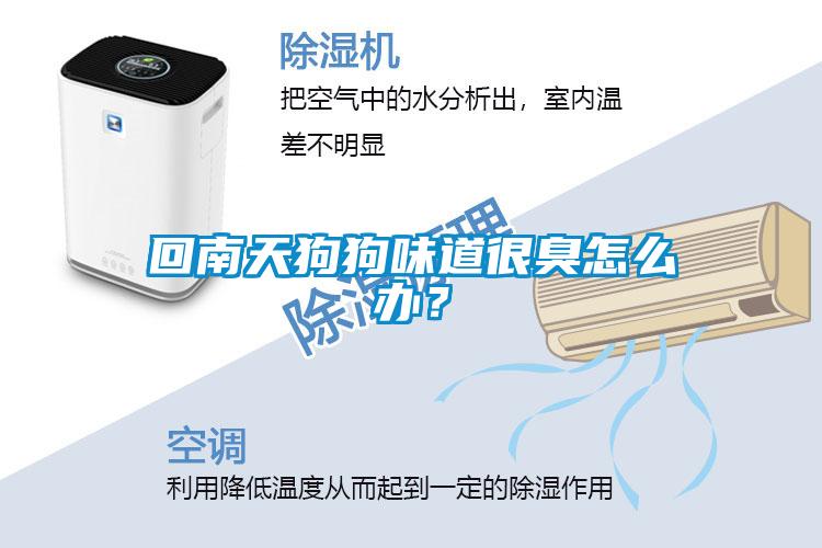 回南天狗狗味道很臭怎么办？