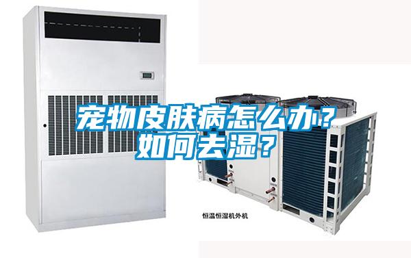 宠物皮肤病怎么办？如何去湿？