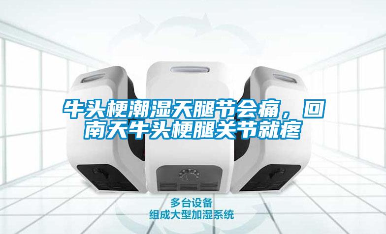 牛头梗潮湿天腿节会痛，回南天牛头梗腿关节就疼