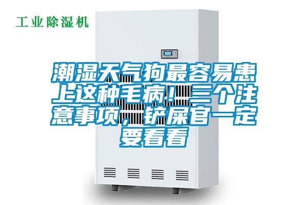 潮湿天气狗最容易患上这种毛病！三个注意事项，铲屎官一定要看看