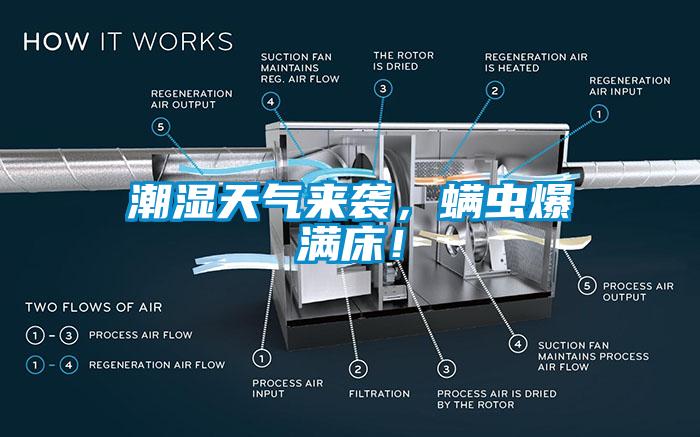 潮湿天气来袭，螨虫爆满床！