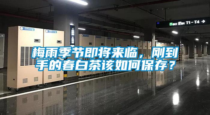 梅雨季节即将来临，刚到手的春白茶该如何保存？