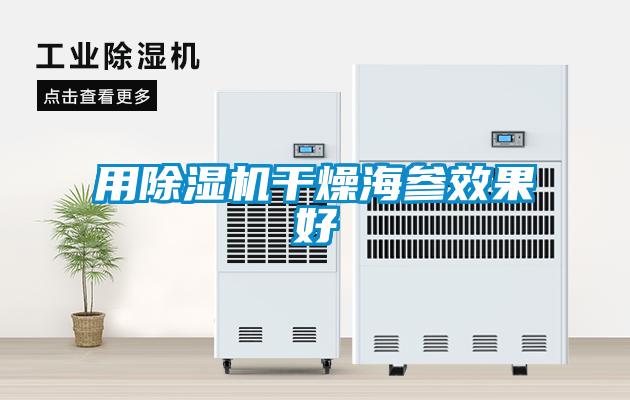 用91抖音免费看片干燥海参效果好