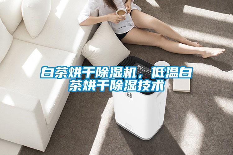 白茶烘干91抖音免费看片，低温白茶烘干除湿技术