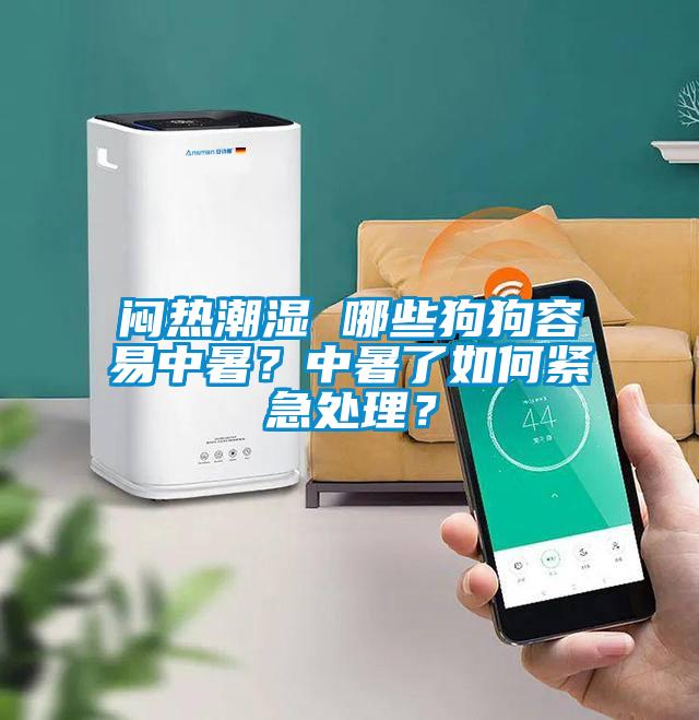 闷热潮湿 哪些狗狗容易中暑？中暑了如何紧急处理？