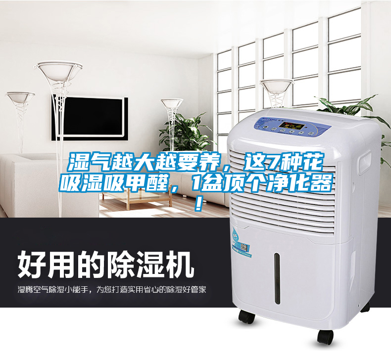 湿气越大越要养，这7种花吸湿吸甲醛，1盆顶个净化器！
