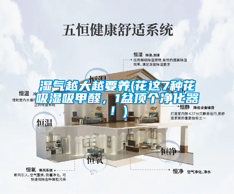 湿气越大越要养(花这7种花吸湿吸甲醛，1盆顶个净化器！)