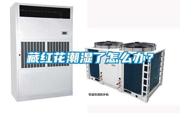 藏红花潮湿了怎么办？