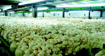 食用菌菌类种植环境加湿控制成人抖音APP污下载1