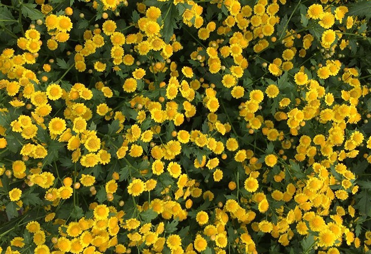 农场胎菊小菊花野菊花烘干91抖音免费看片